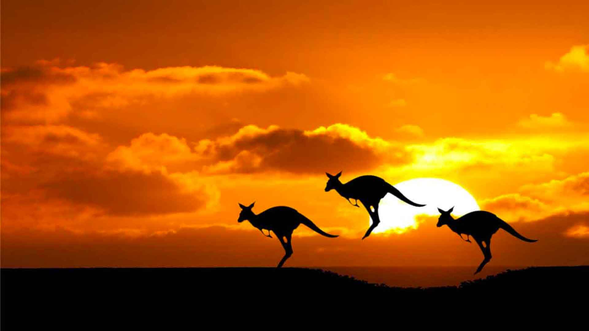 Luna di Miele in Australia