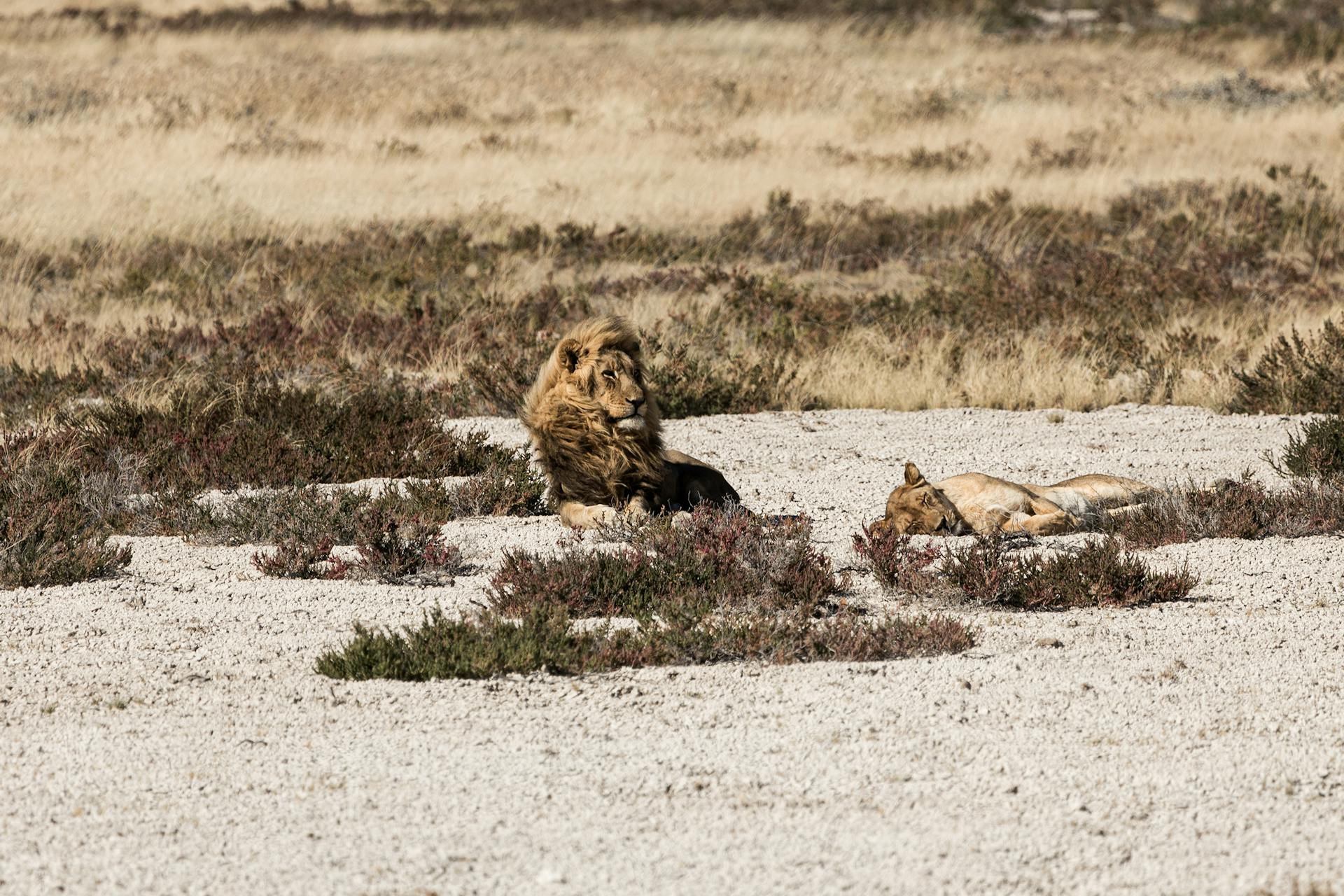 luna-di-miele-in-kenya-safari
